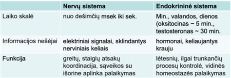 anatominė veido nervų ir sinusų schema