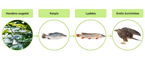 Lydeka ežero dugne