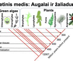 Omleto žodžio kilmės medis