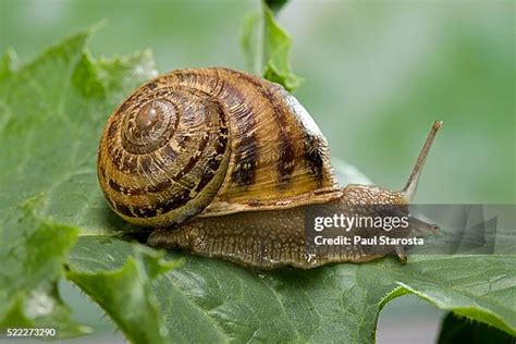 Helix Aspersa Maxima sraigės