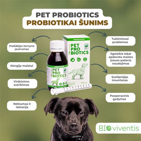 Infografika apie šunims kenksmingus maisto produktus