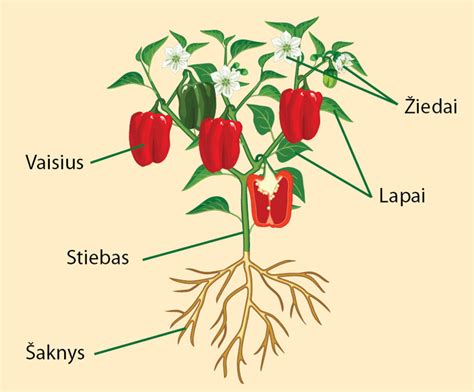 Valgomoji gelteklė - augalo schema ir lapai