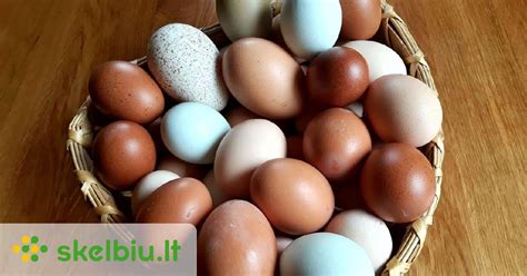 Vėžliuko kiaušiniai smėlyje