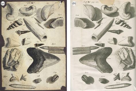 Huko „Micrographia“ iliustracija su fosilijomis