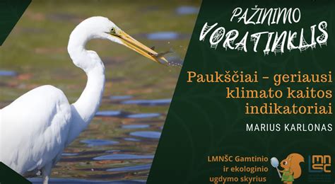 Islandijos geizeriai kaip klimato kaitos indikatoriai