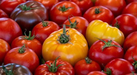 Įvairių veislių pomidorai