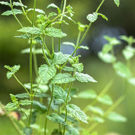 Braškinė Šarlotė