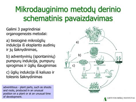 schematinis pavaizdavimas rauginimo proceso