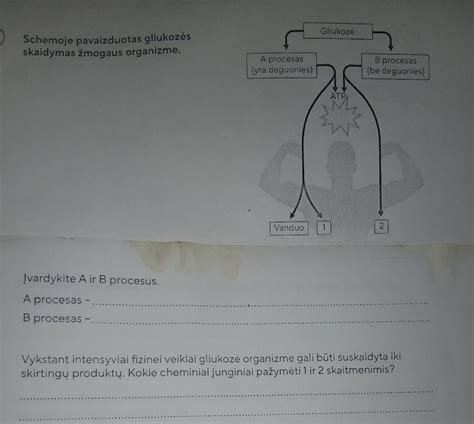 Warburgo efekto schema: gliukozės panaudojimas vėžinėse ląstelėse