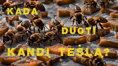 kandi tešlos padėjimas ant bičių lizdo