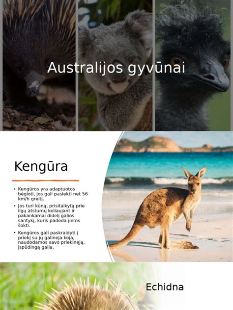 Australijos laukiniai gyvūnai: kengūra ir krokodilas