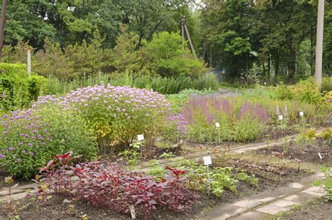 Vaistiniai augalai nuo diabeto