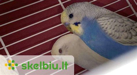 Banguotosios papūgėlės narvelis su įranga