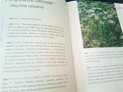 Prieskoninių augalų nauda ir auginimo privalumai