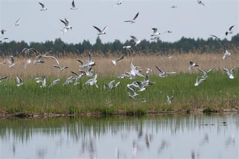 Žuvinto pelkė paukščių rojus
