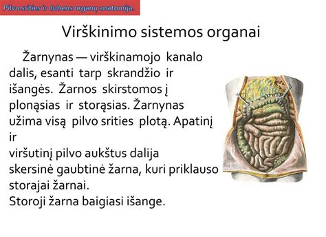 Virškinamojo trakto organų schema