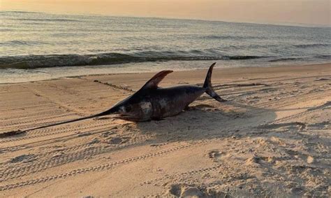 Nuotrauka su skirtingomis žuvies rūšimis