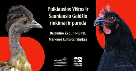 Gaidžio ir vištos palyginimas