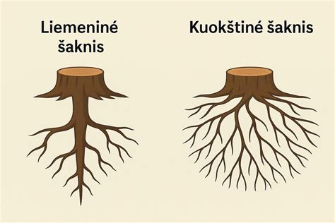 Sodinukų šaknų sistema ir skiepijimo vieta