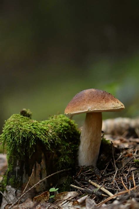 Saugus grybavimas ir nuodingų grybų atpažinimas