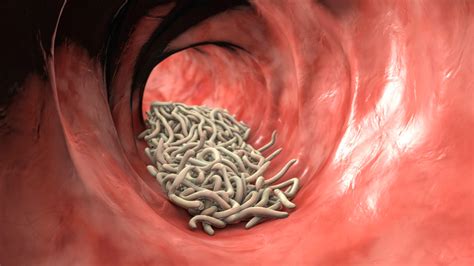 bambukiniai kirminai kepami