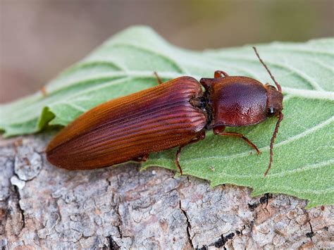 didysis vandens vabalas
