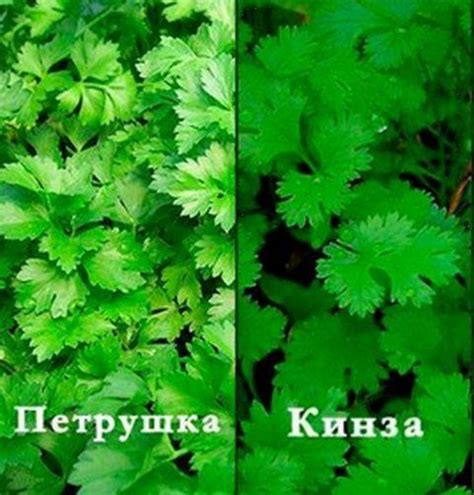 Petražolės ir kalendra: išvaizdos skirtumai