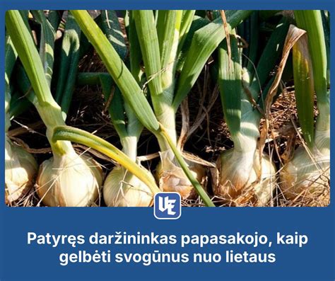 Rugienos laukas prieš derliaus nuėmimą