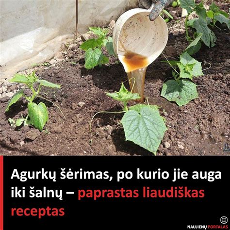liaudiškas kosulio receptas