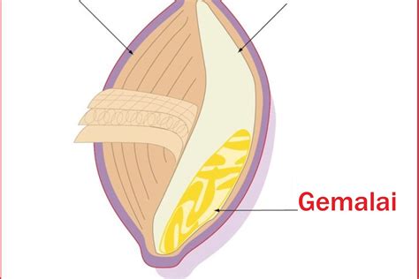 Grūdo anatomija ir jo dalys: sėlenos, gemalai, endospermas