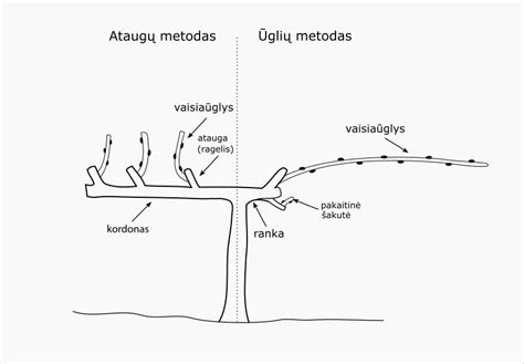 Alternatyvūs ragelių formavimo metodai