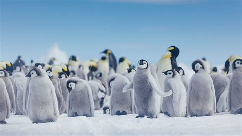 „Penguin Watch“ projekto iliustracija su žymėtais pingvinais