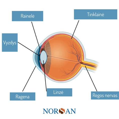 Dalys Viktorijos biskvitui