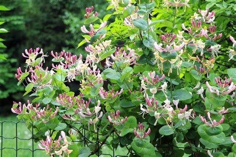 rožinių imbierpipirių krūmai