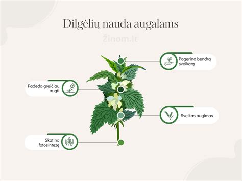 Istoriniai dilgėlių naudojimo pavyzdžiai