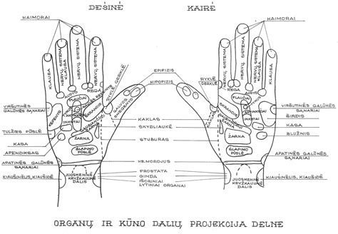 Su Džok rankos taškų schema