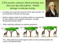 Evoliucijos medis, iliustruojantis gyvybės įvairovę