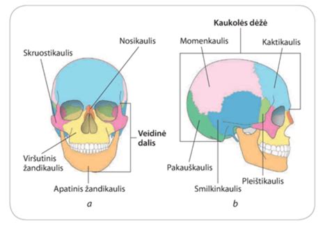 Stirnino kaukolės pleištinio kaulo siūlės pavyzdys