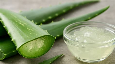 Alavijo augalas ir jo lapai