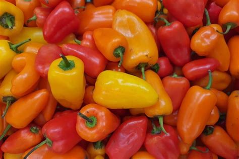 Aitriųjų paprikų įvairovė