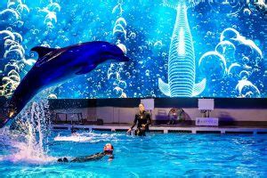Delfinų šou Klaipėdos delfinariume