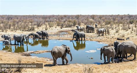 Afrikos laukinė gamta: liūtai, drambliai, žirafos ir zebrai safaryje