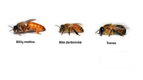 Bičių šeima avilyje žiemą