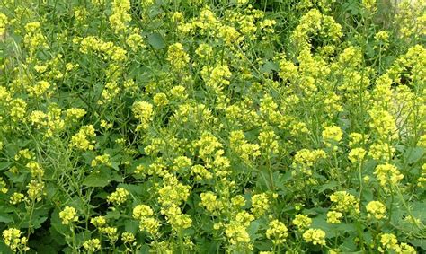 Baltųjų garstyčių augalas