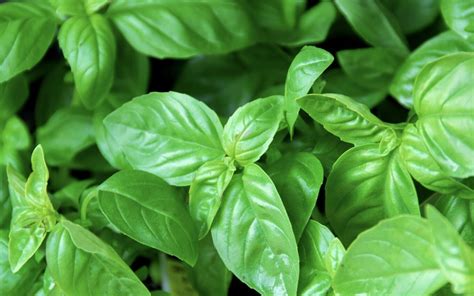 bazilikas ir šokoladas