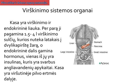 Skydliaukės anatomija ir funkcija