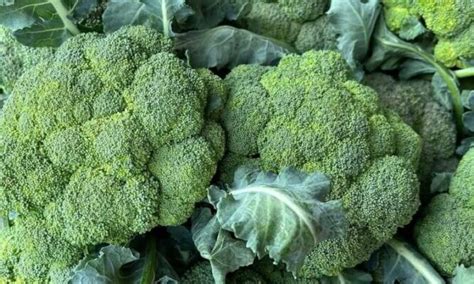 Žalių brokolių ir virtų brokolių palyginimas