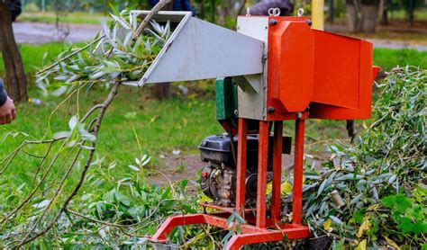 Kaip pasirinkti šviežią brokolį