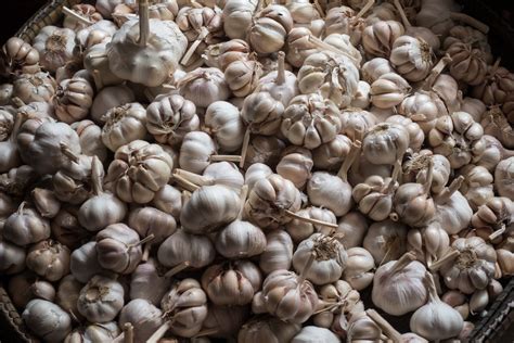 Tibeto česnakų eliksyro ingredientai