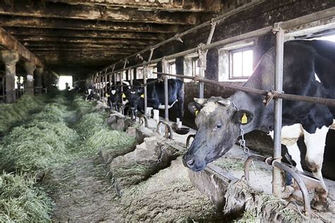 Gyvuliai, besiganantys natūraliose pievose